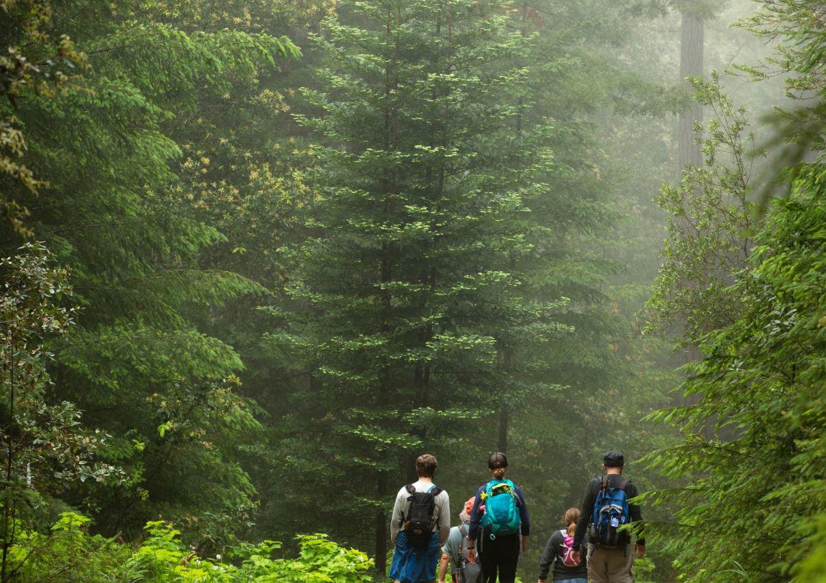 Sonoma forest walk 1.JPG